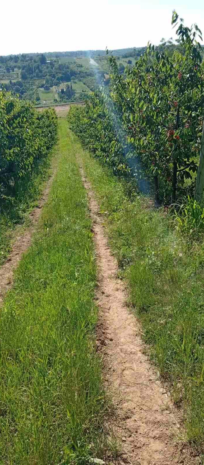 Poljoprivredno zemljište na putu za Stražilovo – Sremski Karlovci | Linea Casa